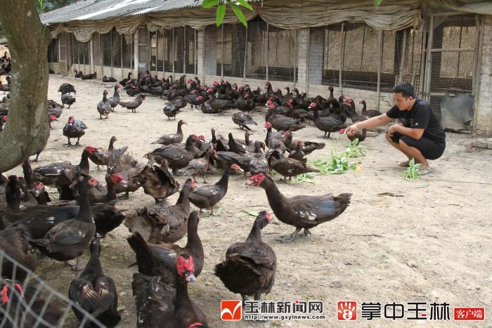 北流市：贫困户“条条大路可致富”