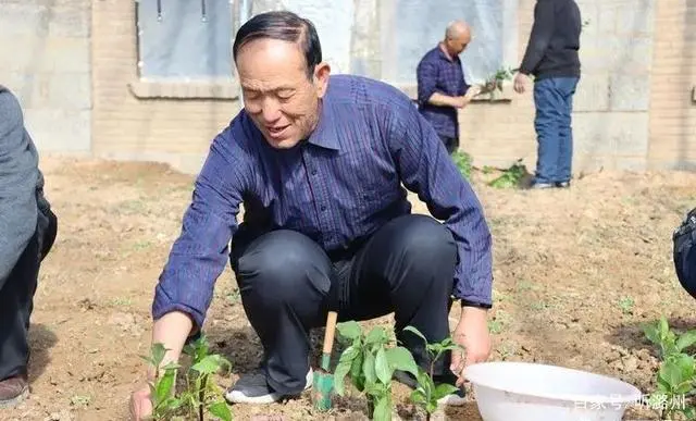 种植连翘的效益怎么样_连翘种植利润_农业种植致富项目连翘种植