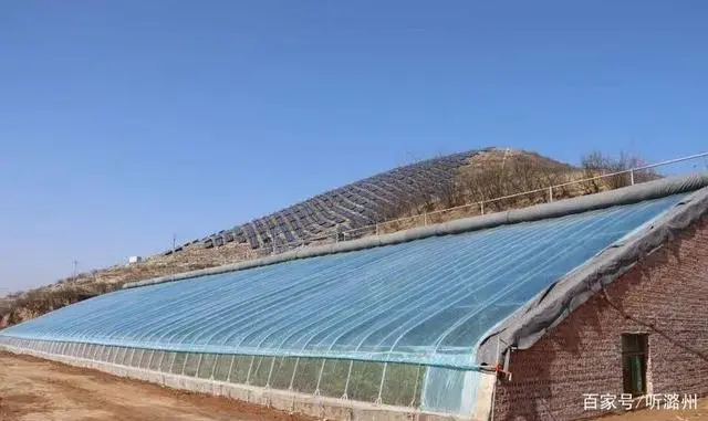 连翘种植利润_种植连翘的效益怎么样_农业种植致富项目连翘种植