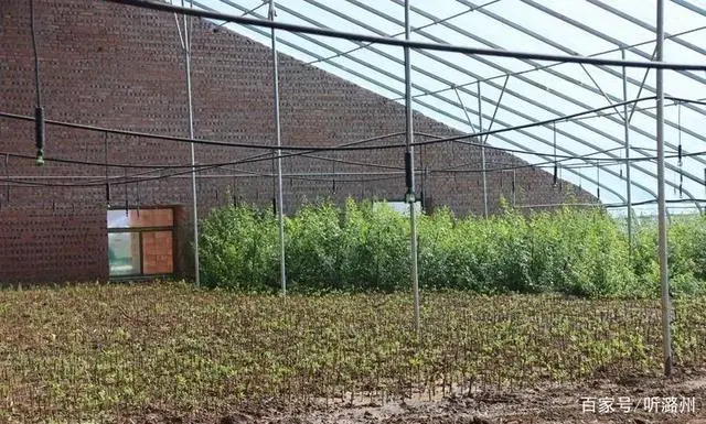 农业种植致富项目连翘种植_连翘种植利润_种植连翘的效益怎么样