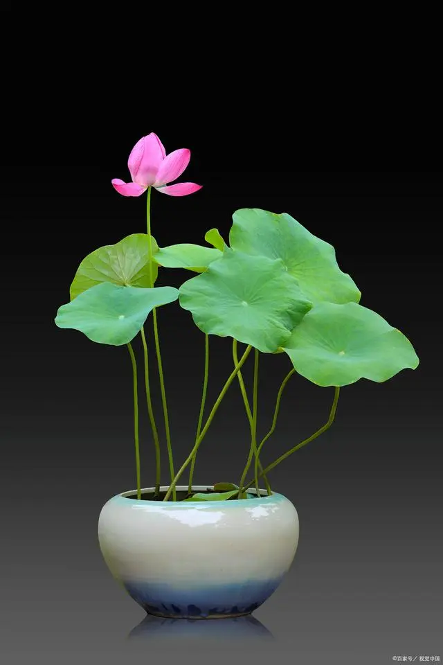 水培莲花种子养成记：零失败，让你的家变成小荷塘！