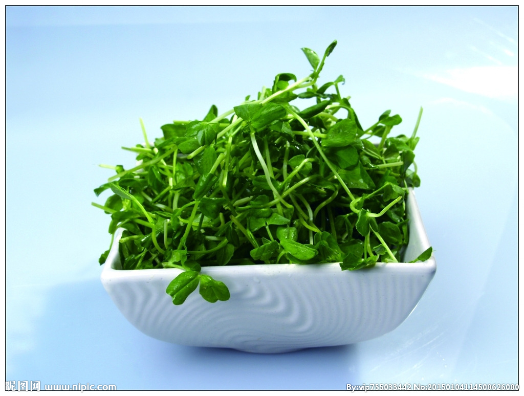 碗豆的种植技术_碗豆怎样种高产_种植技术碗豆技术要点