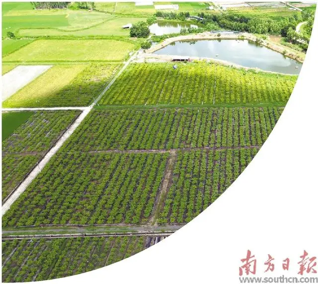致富石榴种植视频_石榴种植效益_番石榴种植致富