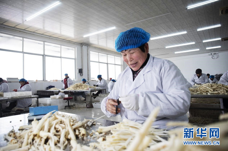 桔梗种植前景及价格_湖北种植桔梗致富_种植桔梗视频