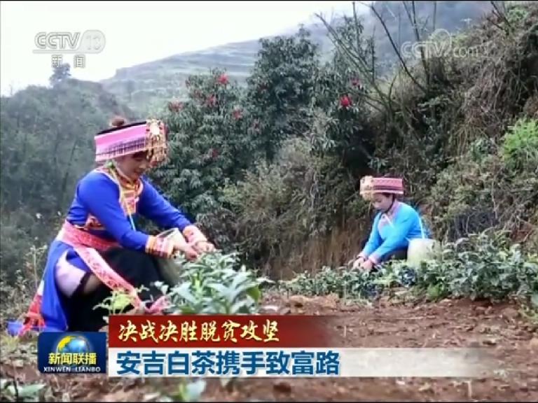 【决战决胜脱贫攻坚】安吉白茶携手致富路