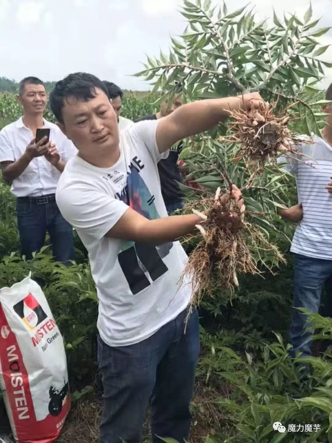 磨玉种植管理技术咨询_种植磨玉有什么方法_磨玉种植技术