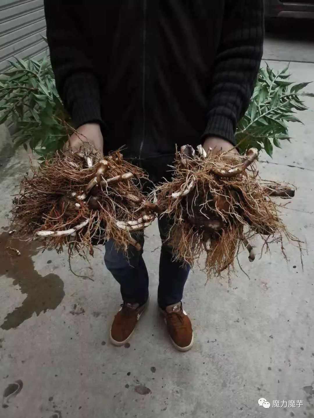 种植磨玉有什么方法_磨玉种植管理技术咨询_磨玉种植技术