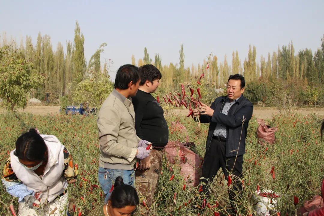 新疆种植辣椒致富_2020年新疆辣椒种植面积_新疆种辣椒赚钱不