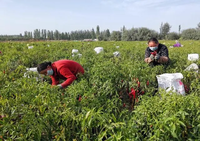 新疆阿瓦提县：辣椒喜丰收 日子有奔头