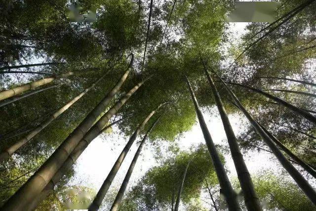 花椒的养殖_花椒养殖技术视频教程_花椒养殖技术