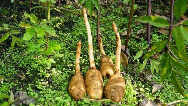 花椒养殖技术视频教程_花椒养殖技术_花椒的养殖