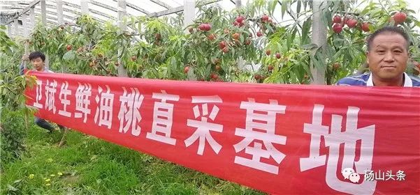 砀山县种什么农作物_致富经砀山梨_砀山种植致富