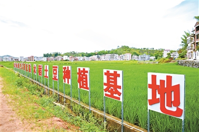 稻田种植稻子_致富经种植水稻视频_稻田种植致富