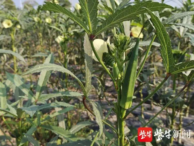 80亩水果秋葵喜获丰收，海安白甸村民致富有盼头