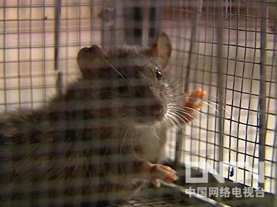 致富经长江捕鱼_致富经长江捕鱼_致富经长江捕鱼