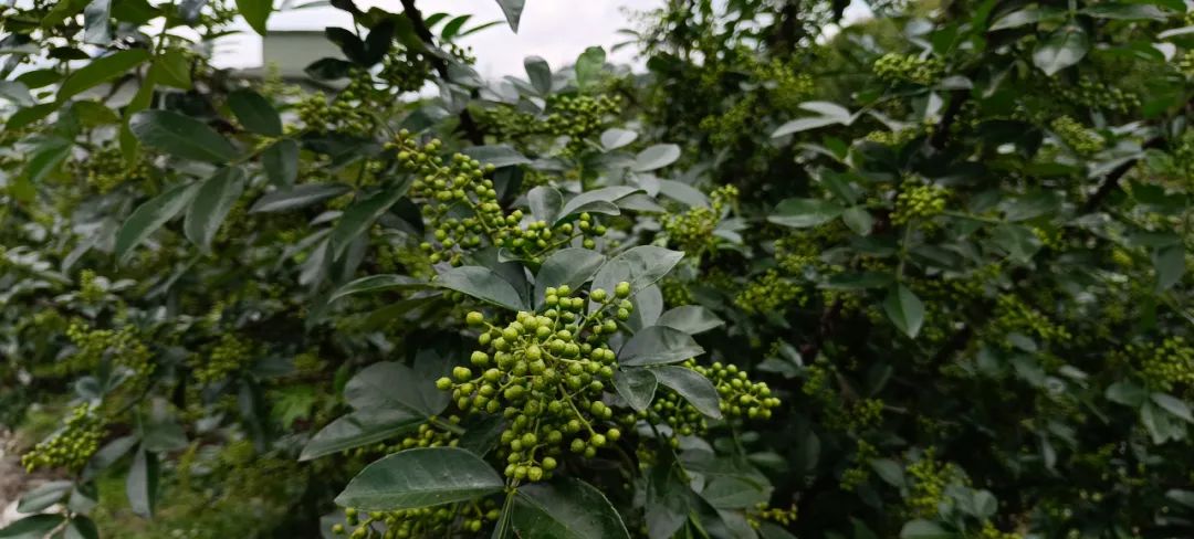 花椒养殖技术_花椒养殖技术视频_花椒的养殖