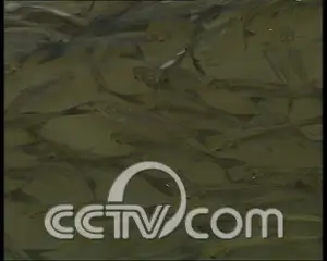 山沟沟的泉水养活鱼 “养”出百万财 农业致富经 故事 CCTV7致富经 鱼