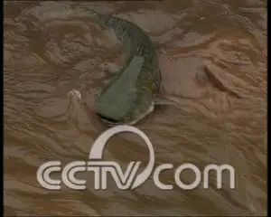 山沟沟的泉水养活鱼 “养”出百万财 农业致富经 故事 CCTV7致富经 鱼
