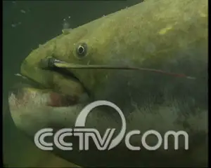 山沟沟的泉水养活鱼 “养”出百万财 农业致富经 故事 CCTV7致富经 鱼
