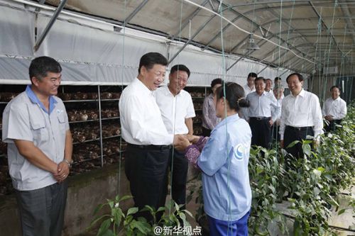 菖蒲种植致富_种植菖蒲用什么植料_怎么种植菖蒲