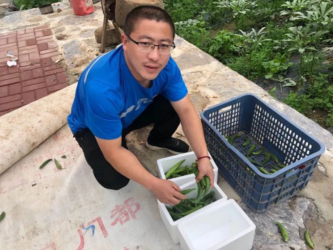 秋葵经济效益_秋葵的收益 致富经_种植秋葵致富