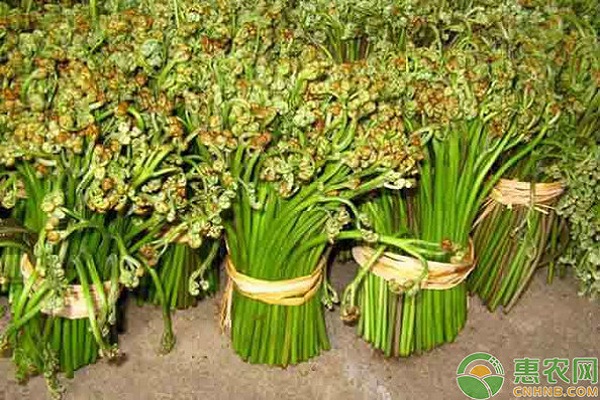 蕨菜多少钱一斤？市场前景如何？有哪些功效和作用？（附蕨菜人工种植技术）