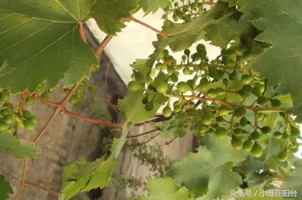 盆栽葡萄苗怎样种植技术_盆栽种葡萄苗需要注意什么_盆栽葡萄树的种植方法