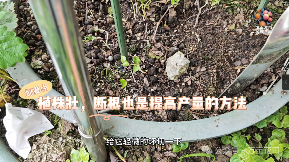 如何盆栽葡萄苗_盆栽葡萄苗的种植方法和技术_盆栽葡萄苗怎样种植技术