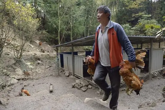 养殖鹧鸪致富_鹧鸪养殖前景及利润_鹧鸪养殖合作