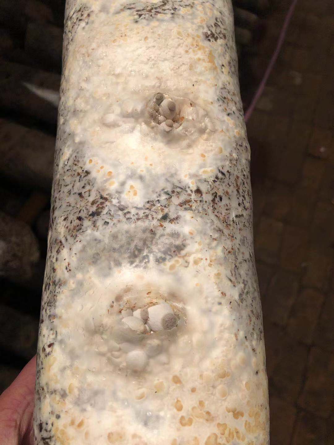 致富经食用菌种植技术_致富经食用菌种植视频_致富种植食用菌技术有哪些