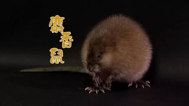 1克就卖上百元，他养殖这种动物一年赚上千万，养了30年！