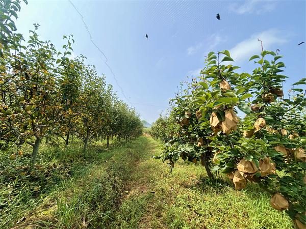 信阳市浉河区东双河镇：特色种植结出“致富果”