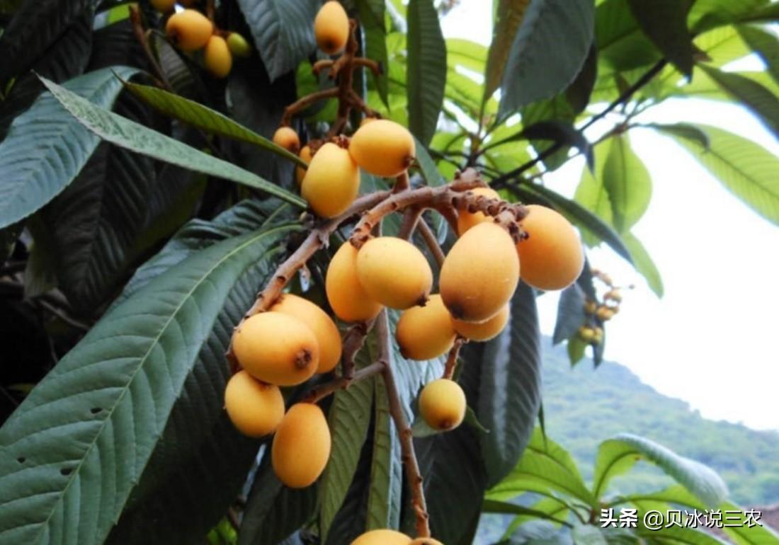 枇杷苗的种植_枇杷苗种植技术_枇杷苗种植技术和管理