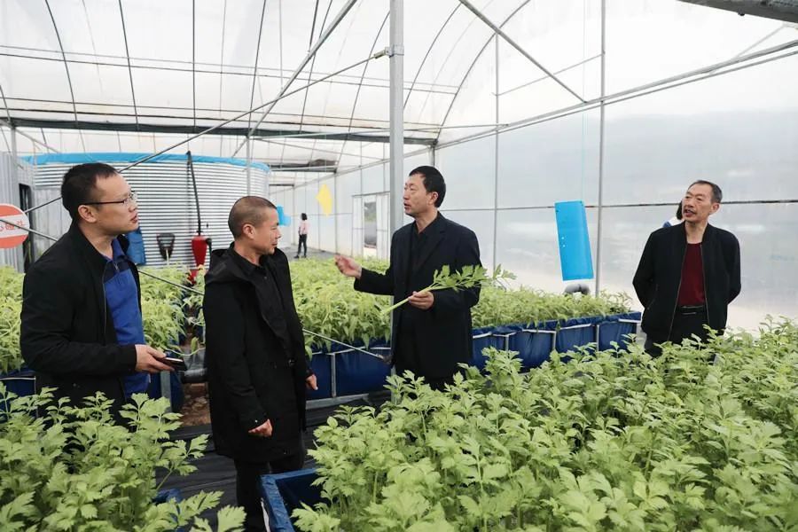 石泉这家蔬菜大棚养鱼不换水，种菜不施肥