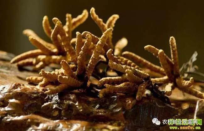 致富室内种植项目有哪些_室内种植业致富项目_室内种植项目致富