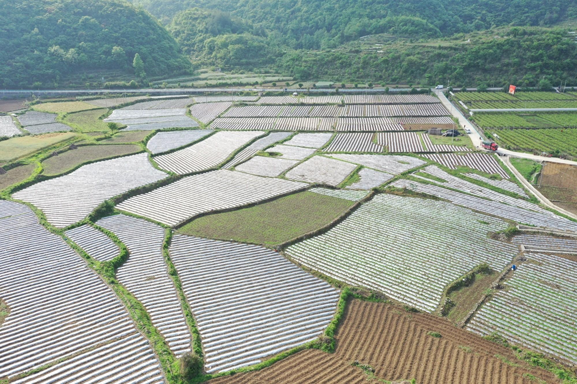 贵州长顺：辣椒种植奏响农民增收“致富曲”