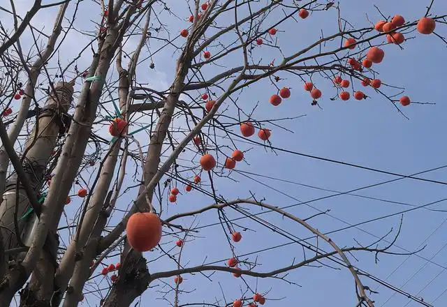 要想冬季柿子树红红火火，移栽挂果有诀窍，苗场老农教你如何种植