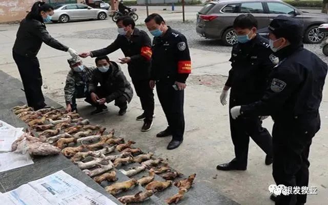 斑鸠人工养殖技术_人工斑鸠养殖需要什么手续_养殖人工斑鸠技术与管理