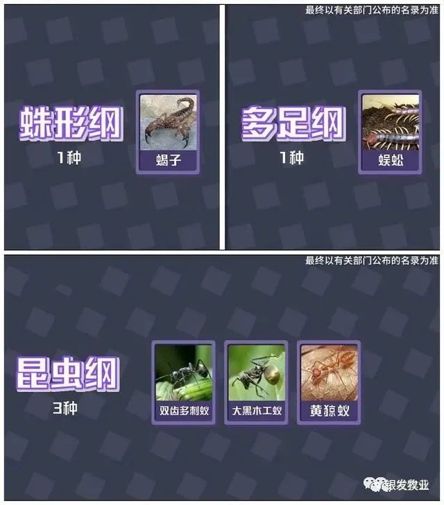 斑鸠人工养殖技术_人工斑鸠养殖需要什么手续_养殖人工斑鸠技术与管理
