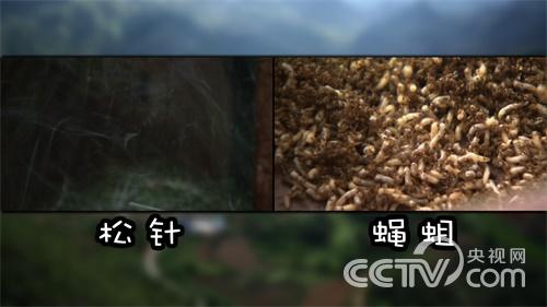 [致富经]云南曲靖高小叶赚钱法宝山里找