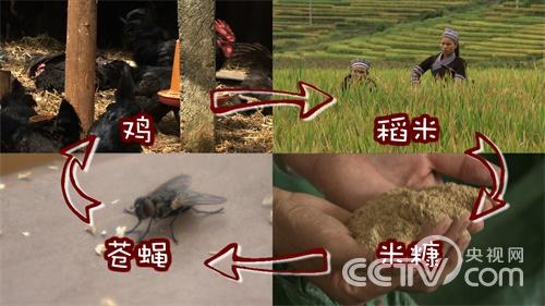 [致富经]云南曲靖高小叶赚钱法宝山里找