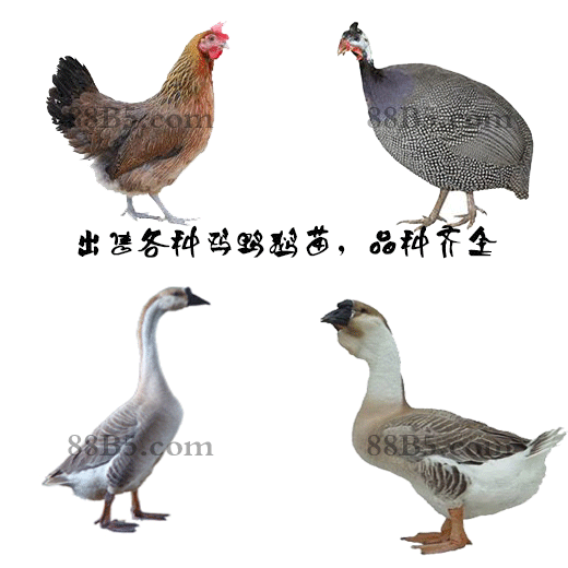 养殖）中山西鸭苗+回收-尼古拉火鸡苗商家欢迎您