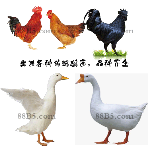 养殖）中山西鸭苗+回收-尼古拉火鸡苗商家欢迎您