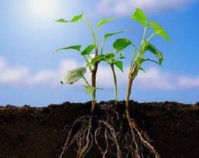 致富耕地种植上可以种什么_耕种地上可以搞养殖吗_耕地上种植什么可以致富