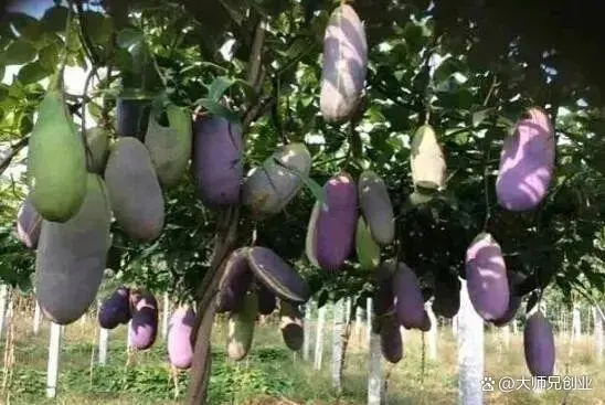 特种种植致富项目_特种养殖致富_致富特种种植