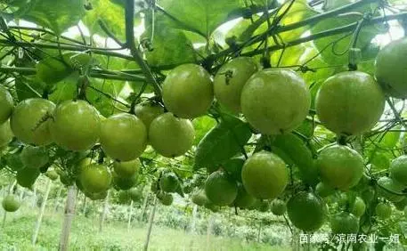 谁杀了潘巾莲_西潘莲种植技术_淳安县实验小学潘莲英