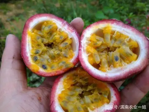 淳安县实验小学潘莲英_西潘莲种植技术_谁杀了潘巾莲