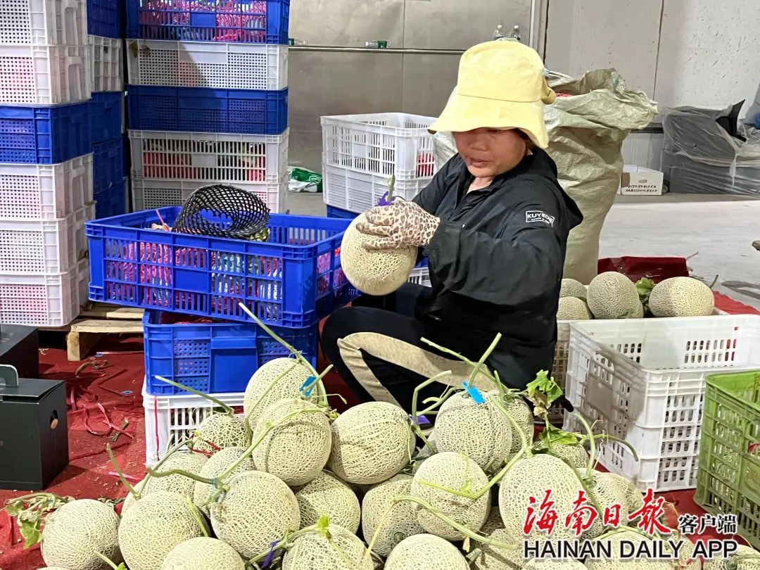 海南农业种植致富_海南种植业前景_致富海南种植农业的意义