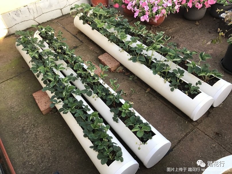 草莓花盆种植技术_花盆种植草莓技术与管理_花盆种植草莓技术要点
