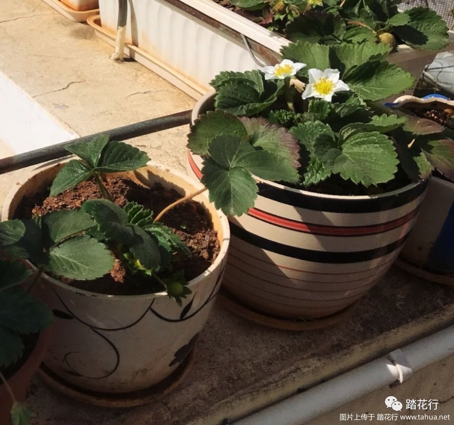 花盆种植草莓技术与管理_草莓花盆种植技术_花盆种植草莓技术要点